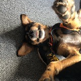schnoopy
