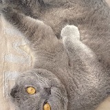Saphira