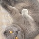 Saphira